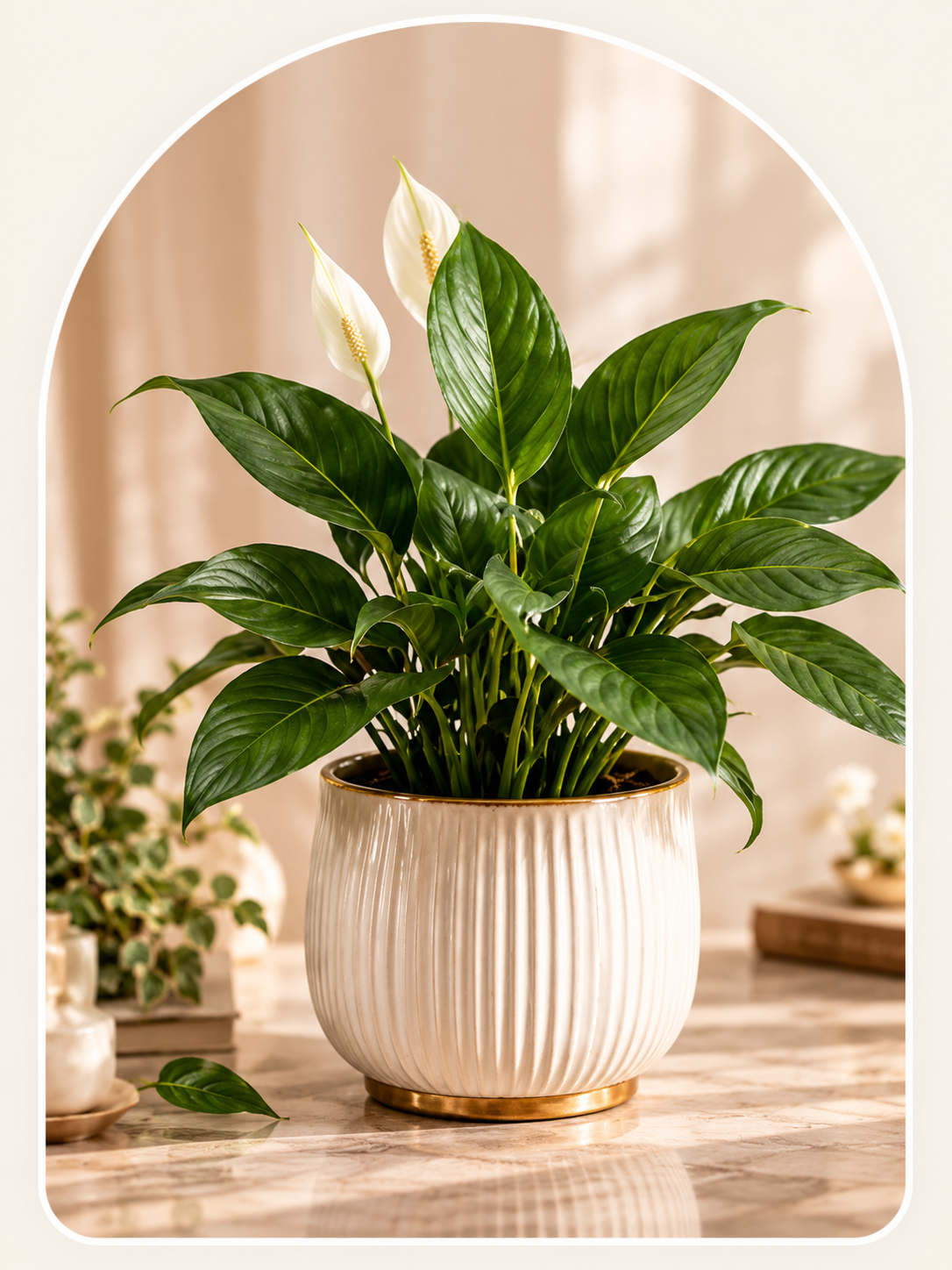 Healthy indoor plant in a premium ceramic planter