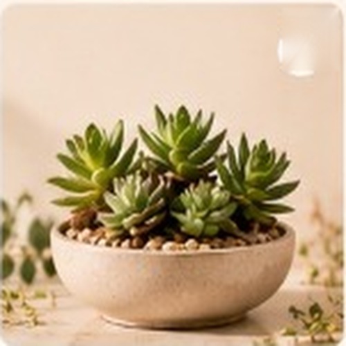 Assorted succulent garden arranged in handcrafted bowl